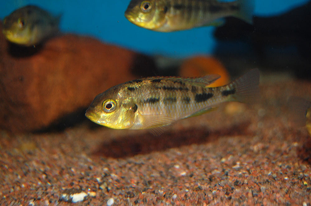 Ptyochchromis fischeri