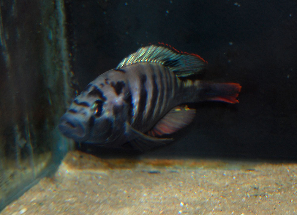 Pundamilia pundamilia, Python Island