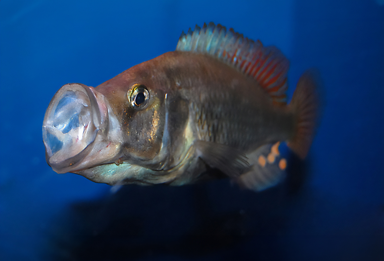 Pyxichromis orthostoma