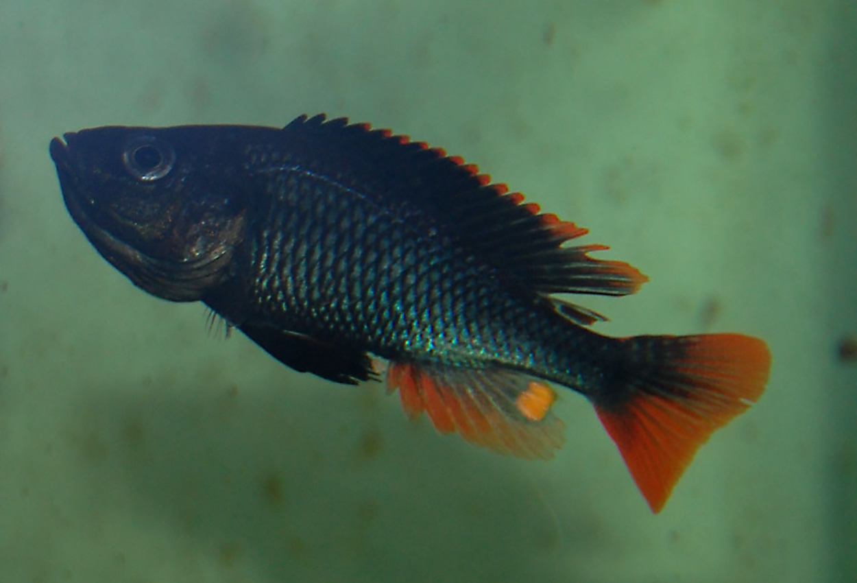 Haplochromis piceatus
