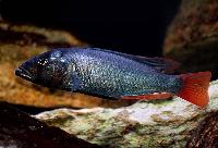 Haplochromis sp. 'bisina dentex'