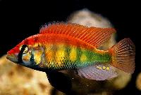 Haplochromis sp. 'rainbow'
