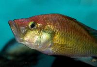 Pyxichromis orthostoma