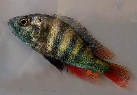 Astatotilapia sp. 'bisina'