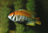 Haplochromis sp. 'flameback'