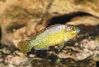 Pseudocrenilabris multicolor victoriae
