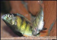 Astatotilapia latifasciata