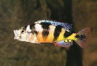 Astatotilapia latifasciata