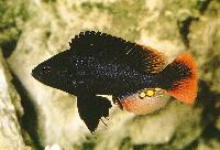 Astatotilapia nubila