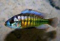 Lipochromis melanopterus