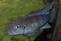 Lamprologus werneri