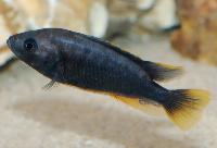 Pundamilia igneopinnis