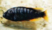 Pundamilia igneopinnis