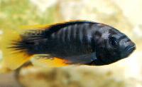 Pundamilia igneopinnis