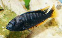 Pundamilia igneopinnis