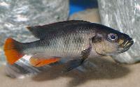 Haplochromis piceatus