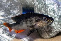 Haplochromis piceatus
