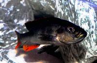 Haplochromis piceatus