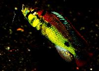 Astatotilapia aeneocolor