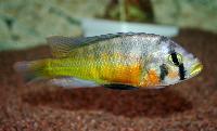 Haplochromis sauvagei