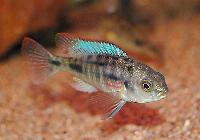 Haplochromis sauvagei