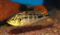 Haplochromis sauvagei