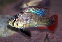 Haplochromis sp. 'paradise'