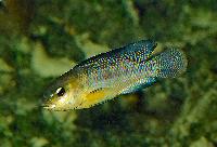 Oreochromis alcalicus