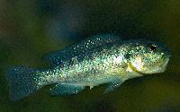 Oreochromis alcalicus