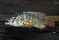Haplochromis chilotes