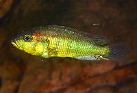 Astatotilapia aeneocolor