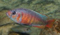Pundamilia sp. 'crimson tide'