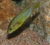 Astatoreochromis alluaudi