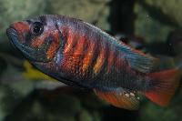 Pundamilia sp. "crimson tide"