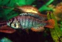 Haplochromis sp. 'blue obliquidens'