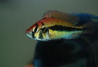 Haplochromis sp. 'broken bar'