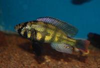 Haplochromis sp. 'kenya gold'