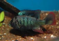 Haplochromis sp. 'migori river'