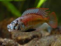 Haplochromis sp. 'red back scraper'