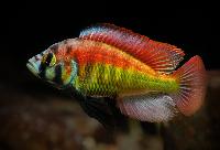 Haplochromis sp. 'red back scraper'