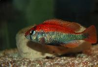 Haplochromis sp. 'ruby green'