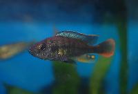 Haplochromis sp. 'tipped blue'