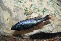 Haplochromis thereuterion, Senga Point