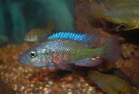Harpagochromis sp. 'orange rock hunter'