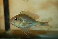 Labrochromis ishmaeli