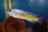 Lipochromis sp. 'Matumbi hunter'