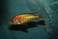 Lipochromis sp. 'parvidens red'