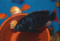 Mbipia mbipi, Makobe Island