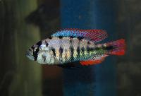 Neochromis nigricans