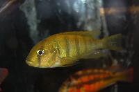 Neochromis omnicaeruleus